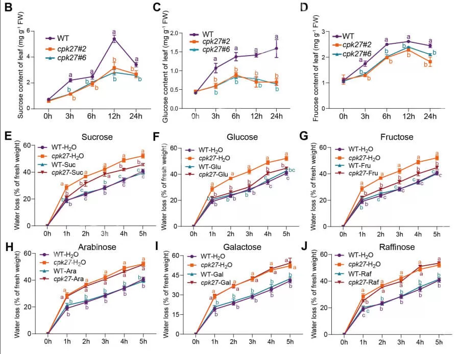 Drought-induced sugar accumulation was impaired in cpk27 mutants -2